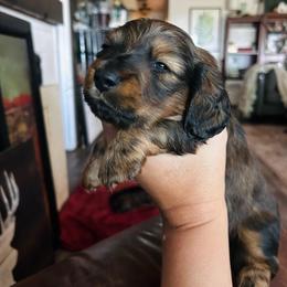 Oliver-AKC.PRA-clear.3800 - Brindle male Dachshund puppy in Dover, Oklahoma from Freckles and Furballs