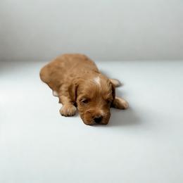 Luna - Cream female Maltipoo puppy in Bells, Texas from Partridge Doodles and Poodles