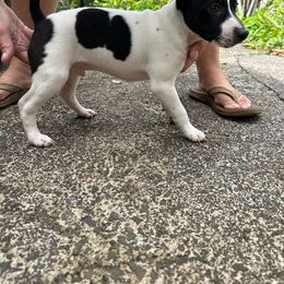 Oakley - Black and white Rat Terrier puppy in Haiku, Hawaii from Haiku Rat Terriers