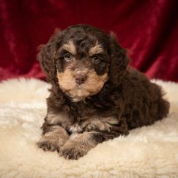 Fox - Tri-color female Bernedoodle puppy in Milton, Florida from Sutton Place Doodles