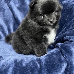 Pomeranian Puppies from Annie’s Animated AKC Pomeranians