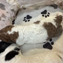 Miranda - Brown and white female Saint Berdoodle puppy in San Antonio, Texas from Mammoth Doodles