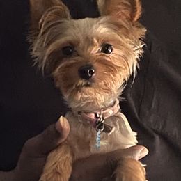 Gracie - Yorkshire Terrier