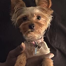 Gracie - Yorkshire Terrier