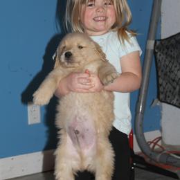 Yellow - Golden male Golden Retriever puppy in Verona, Wisconsin from Sugar River Goldens