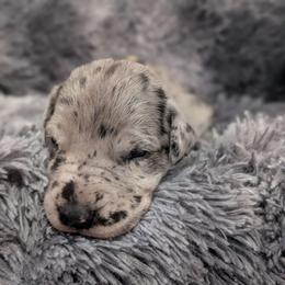Maddie - Merle female Great Dane puppy in Brooksville, Florida from Follow My Lead Great Danes
