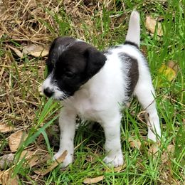 Girl 3 - Black and white female Jack Russell Terrier puppy in California from Kimberlite