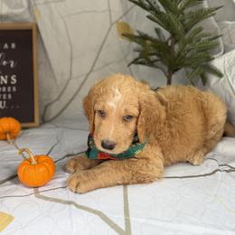 Goldendoodle Puppies from Unike Puppies