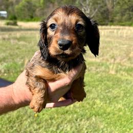 Lily - Red female Dachshund puppy in Milroy, Pennsylvania from Not Your Average Weiner