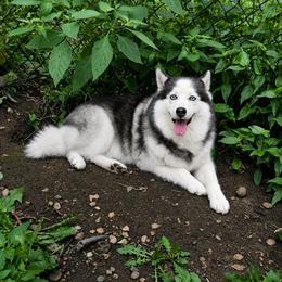 Pomsky puppies from Illinois Poms