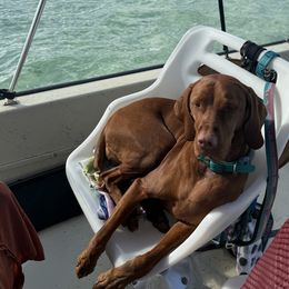 Vizsla All Grown Up from Alaea Farm & Kennel