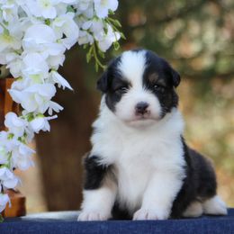 Australian Shepherd Puppies from Paramount Aussies
