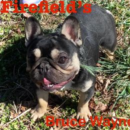 Bruce Wayne - French Bulldog
