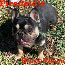 Bruce Wayne - French Bulldog