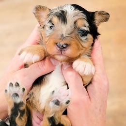 Aussiedoodle and Australian Shepherd Puppies from Western Doodles Utah