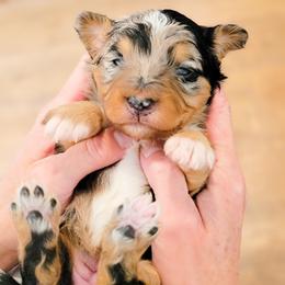 Aussiedoodle and Australian Shepherd Puppies from Western Doodles Utah