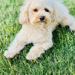 Dodi - Maltipoo