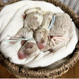 Goldendoodle Puppies from MAGNOLIA FARM DOODLES