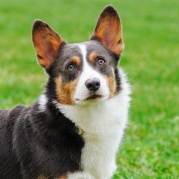 Bokuto - Pembroke Welsh Corgi