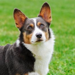 Bokuto - Pembroke Welsh Corgi