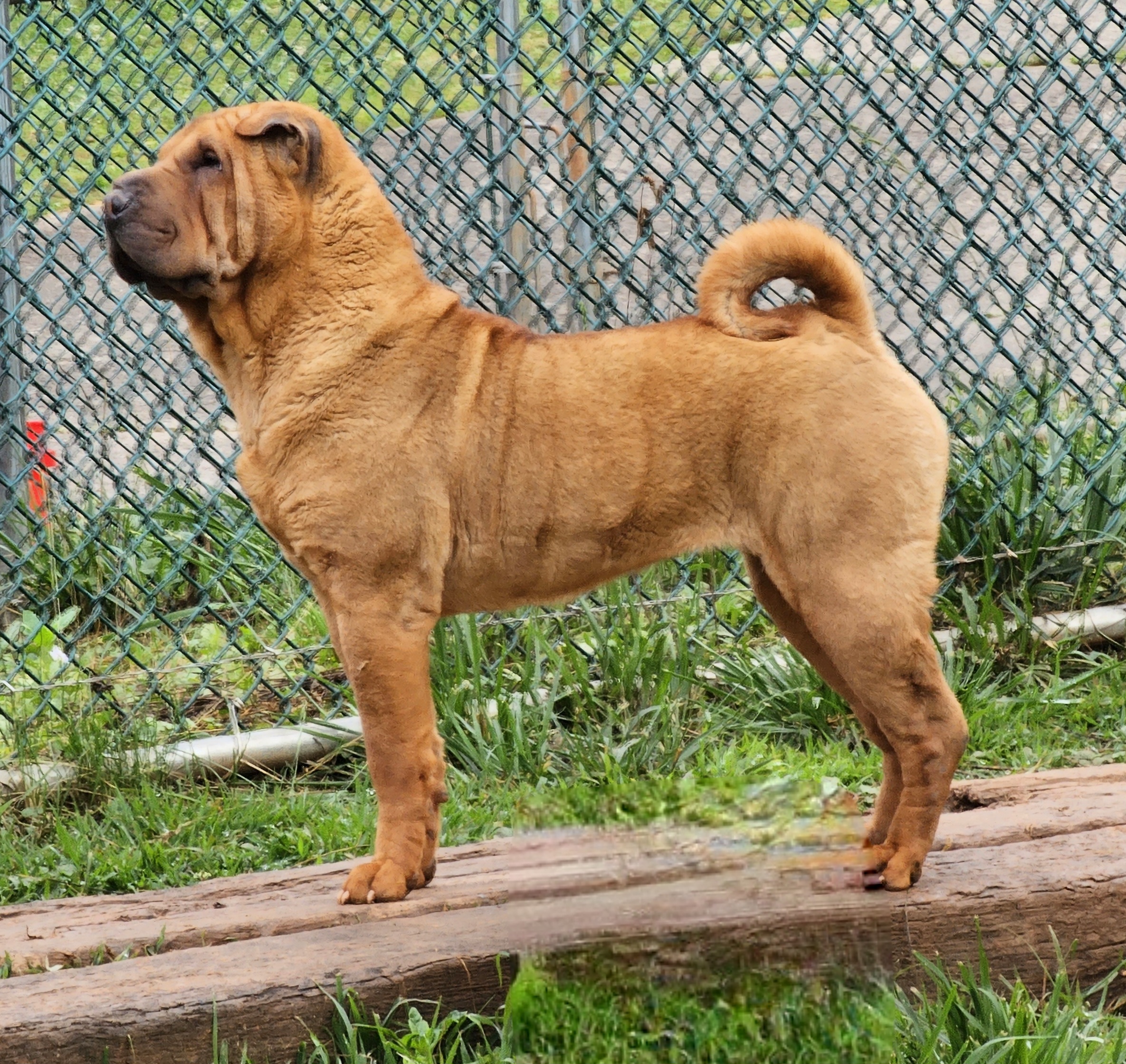 Rosie - Chinese Shar-Pei