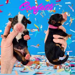 Confetti - Tri-color female Bernedoodle puppy in Banner Elk, North Carolina from Walnut Tree Bernedoodles