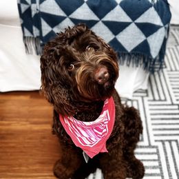 Romy - Australian Labradoodle