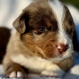 Bear - Red merle male Miniature Australian Shepherd puppy in Hempstead, Texas from Young Gun Aussies