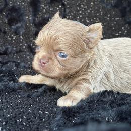 Astro - Chocolate blue male Chihuahua puppy in Newport Beach, California from Exotic City Pomeranians and chihuahuas
