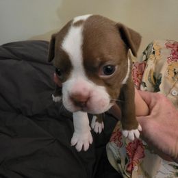 PIBBLE - Lilac female Boston Terrier puppy in Anderson, South Carolina from Lola’s House of Bostons & Rescue