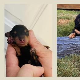 Dachshund Puppies from Always Faithful Dachshunds