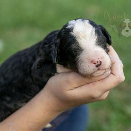 Auggie Standard Bernedoodle - Tri-color male Bernedoodle puppy in Eureka, Illinois from Joley Aire Family Dogs