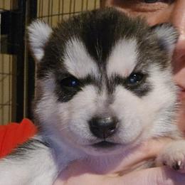 Mew - Black and white female Siberian Husky puppy in Le Sueur, Minnesota from Tevana Siberians LLC