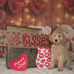 Pink Girl - Caramel cream female Labradoodle puppy in El Paso, Texas from My Cuddly Doodles
