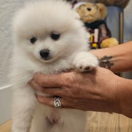 Chubbs - Cream male Pomeranian puppy in Modesto, California from SelfiePoms