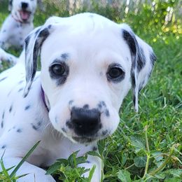 Lyra - White and black female Dalmatian puppy in Rockford, Michigan from Stephanie's Dalmatians