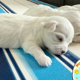 Maltese from Meyer Maltese Puppies - Deltona, FL