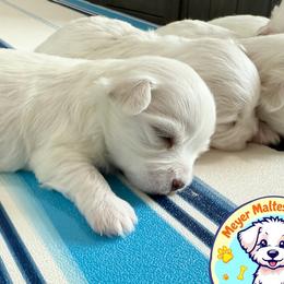 Maltese from Meyer Maltese Puppies - Deltona, FL