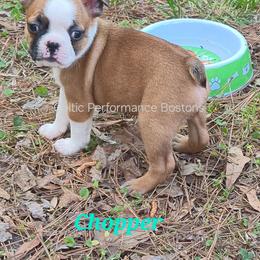 Boy 2 - Red male Boston Terrier puppy in Griffin, Georgia from Celtic Kennel Bostons