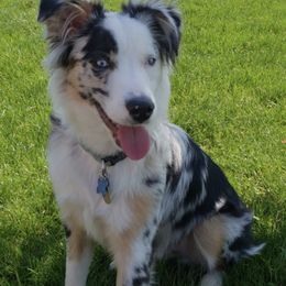 Miniature Australian Shepherds from Burks Mini Aussies