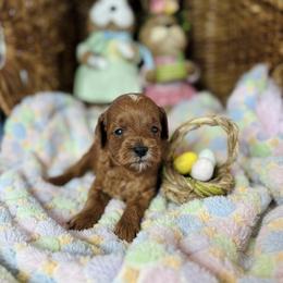 Duchess - Red  female Goldendoodle puppy in Wharton, Texas from Little Fur Friends