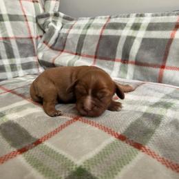 Boy 3 - Ruby male Cavalier King Charles Spaniel puppy in Rockville, Maryland from Skais the Limit
