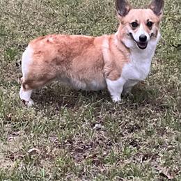 Pembroke Welsh Corgi puppies from High Cotton Corgis