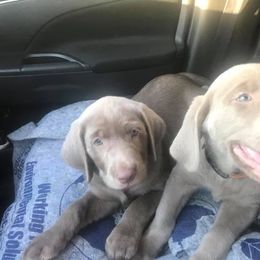 Dilute Retriever Puppies from Adger Lake Labradors - Silver & Charcoal