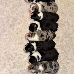 Aussiedoodle, Australian Shepherd, and Toy Australian Shepherd Puppies from Reintree