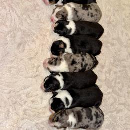 Aussiedoodle, Australian Shepherd, and Toy Australian Shepherd Puppies from Reintree