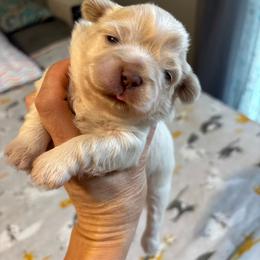Gray color - White male Shih Tzu puppy in Ethel, Mississippi from The Dog House