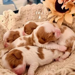 Cavalier King Charles Spaniel puppies from Toledo Bend Cavaliers