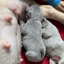 Solid Lilac - Blue male French Bulldog puppy in Grafton, Ohio from K&J Frenchies
