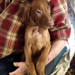 Vizsla Puppies from The Noble Puppy
